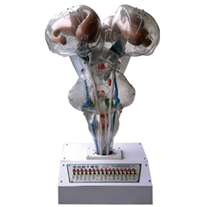 Voice prompt electric brain stem model